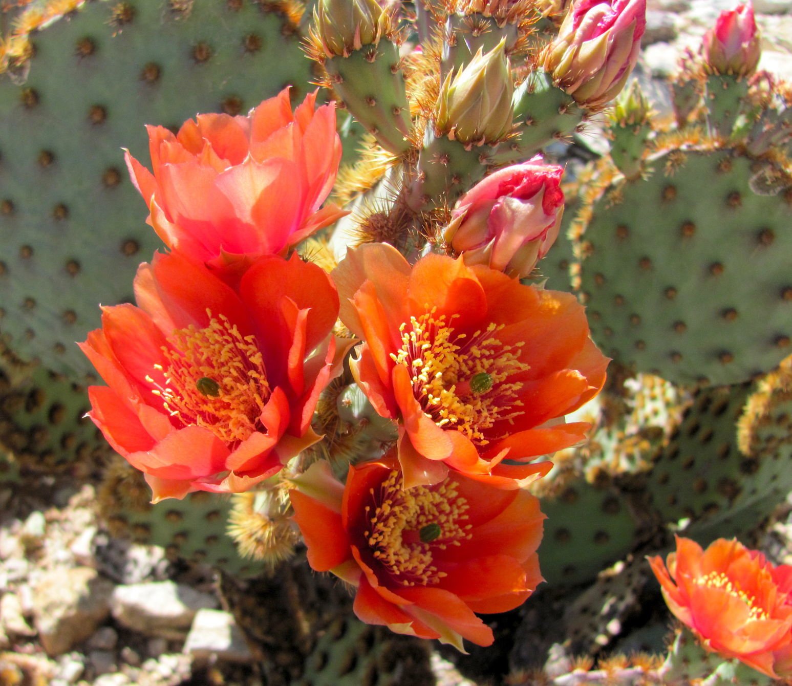 Prickly pear cactus
